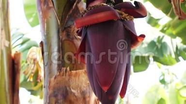 加那利群岛香蕉种植园开花香蕉的特写镜头。 巨大的红色香蕉花。 生长在